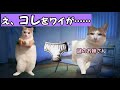 マッチングアプリで出会った女性に●禁されて●脳されて赤ちゃんになっちゃった話【猫ミーム】【猫マニ】