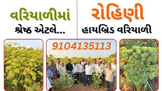 વરિયાળીમાં શ્રેષ્ઠ ઍટલે રોહિણી હાઈબ્રિડ વરિયાળી-9104135113