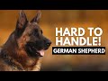 8 Reasons Most People Can't Handle a German Shepherd Dog