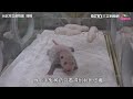 睽違5個多月！動物園穿山甲館明開放　樹獺「葉夏」首見客｜三立新聞網 setn.com