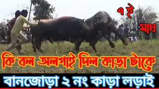 বানজোড়া ২নং কাড়া লড়াই//Banjora kara lorai//