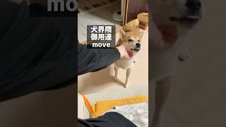 どえらい柴犬がかわいい