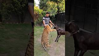 Goat Vs Tiger | Goat have no Fear from Tiger | Nouman Hassan |