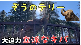 【大迫力】市原ぞうの国  インドゾウ　テリーに会ってみた　ANIMAL WONDER REZOURT　Elephant