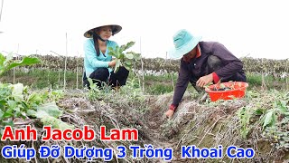 Anh Jacob Lam Giúp Đỡ Dượng 3 Trồng Lại Mùa Vụ Khoai Cao | Hương Quê #368