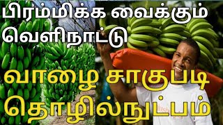 பிரம்மிக்க வைக்கும் வெளிநாட்டு வாழை சாகுபடி தொழில்நுட்பம் |Banana Cultivation Method