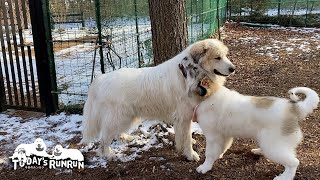 シャンプー後のベルにはちょっと厳しいアランです　Great Pyrenees　グレートピレニーズ