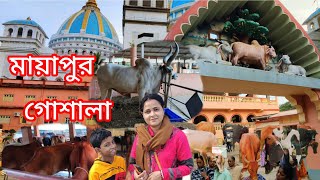 চলো ঘুরে আসি মায়াপুর গোশালা #mayapur #travelvlog #iskcon #goshala