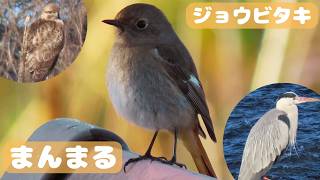 まんまるジョウビタキ／木にとまるノスリを観察！【鳥さんぽ】