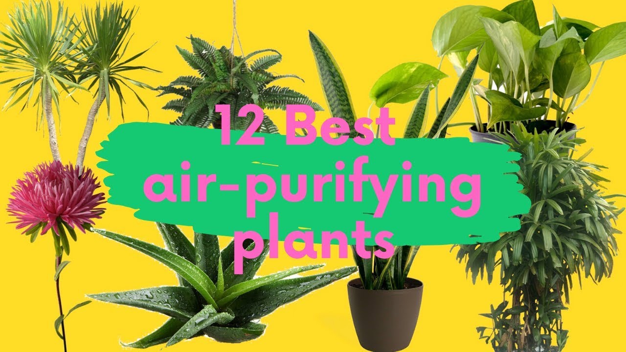 Best AIR-PURIFYING PLANTS | HOUSE PLANTS | NASA APPROVED | हवा शुद्ध ...