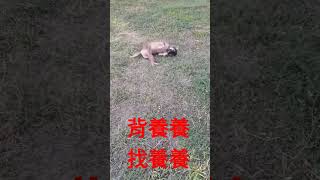 狗花花養死了