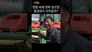 양말 속에 양파 넣으면 발냄새가 사라질까? #shorts