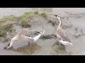 swan bathing in monsoon water. রাজহাঁস বর্ষার জলে স্নান করছে।