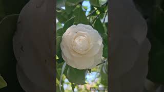 椿の花「本所白」／CAMELLIA FLOWER \