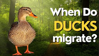 When Do Ducks Migrate? Exploring the Migration Patterns of Ducks