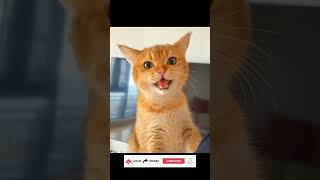 Funny animal videos Funny cats / dogs  Funny animals EP 479 #shorts #short #ytshorts #catfunny #cats