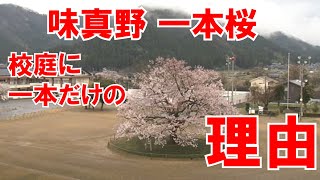 味真野「一本桜」の理由