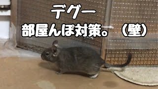 デグー　部屋んぽ対策（壁）