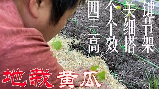 【渔耕笔记】种黄瓜 | 地栽黄瓜 四个关键点 三个种植细节 高效低成本搭架 实现高产