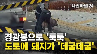 [사건파일24] 경찰도 당황한 도로 위 돼지, 무슨 일?