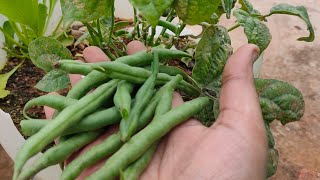 Bush beans ని ఇంట్లో కుండీ లలో ఎలా పెంచుకోవాలి.నైట్రోజన్ ఫిక్సషన్ అంటే ఏమిటి