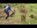 PERJUANGAN SEEKOR BABI HUTAN MELIUK LIUK DI DEPAN PEMBURU..