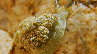 close up view of mollusk - Sea life Free Stock Video Footage