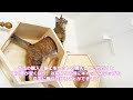 myzooキャットステップ販売開始！　ねこのための空間づくり　愛猫　マイズー　ペットリフォームならセラフ榎本　愛犬家住宅　愛猫家住宅　埼玉県　東京都　神奈川県