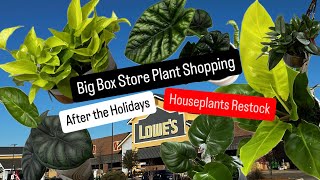 Big Box Store Plant Shopping After the Christmas Holidays Houseplant Restocks and Plant Finds Lowes