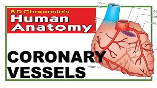 Chp18 | Coronary Vessels | Blood Supply of Heart | BDC Vol 1 | Thorax