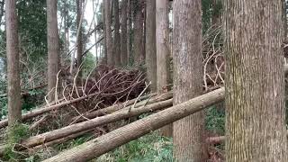 台風倒木被害　　倒木処理中