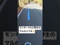 モンキー125でツーリング中に… ツーリング モンキー125 野生のサル モトブログ