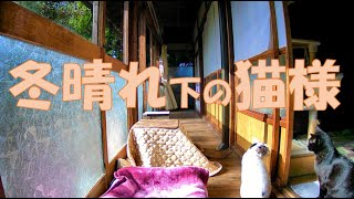 元野良猫観察のすゝめ(冬晴れ下の猫様)