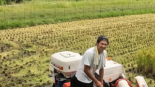 足助で稲刈りからライスセンターまでの道のり！愛知県豊田市 #shorts