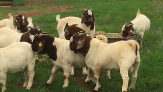 EID UL ADHA  hajj QURBAN  ANIMAL  SACRIFICE . TRADITION OF ABRAHAM  GOAT sheep MUTTON boer kalahari