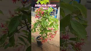 Double petal Rangoon malli creeper plant available