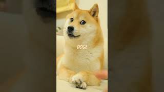 respect to doge #meme #oldmemes #sad #doge #dogecoin