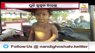 ଜୁନାଗଡ଼ରେ କୁକୁର ଆତଙ୍କ । NandighoshaTv