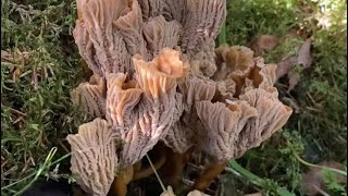 ป๊าดๆ งามโพดงามโพ เก็บเห็ดดำป่าต่างเมือง #เซราะกราวInSweden #เก็บเห็ด #mushroom #outdoors #nature