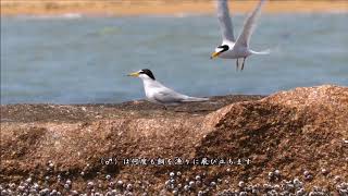 コアジサシに恋の季節：小鯵刺：Sterna albifrons：Little Ternー南芦屋浜ー2018 05 14