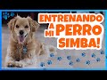Daniel El Travieso - Entrené A Mi Perro Simba! Daniel El Travieso - Entrené A Mi Perro Simba!