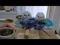 【涙あり】生後2ヶ月。インコの碧くんの挿し餌最終日。🐦 担当した母が大号泣😢🤣【セキセイインコ】budgerigar parakeet feeding