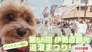 【伊勢原 観光道灌まつり】2023年9月30日（土）～2023年10月1日（日）開催のお祭りに犬（チワプー）と40代夫婦で満喫してきたwwww