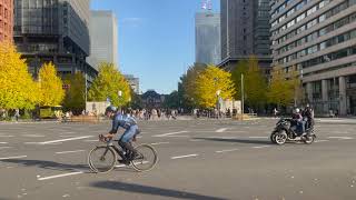 東京　東京駅　行幸通りの銀杏並木