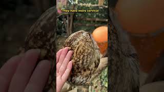 Wow! See How an Owl Turns Its Head Almost 360 Degrees! #owl #ghost #viralvideos #youtubeshorts #bird