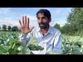 रोज़ाना 10 हज़ार 💸 कमाई वाला स्मार्ट मॉडल देखो new buisness model smart farming kheti sabji