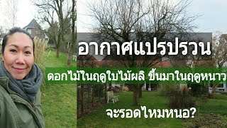 อากาศแปรปรวน ต้นดอกไม้ฤดูใบไม้ผลิ ขึ้นมาในฤดูหนาว | ชีวิตในเยอรมัน | T Ning in Germany