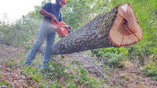 Cutting firewood with Husqvarna 372xp _ AXEHOLE LOGGER