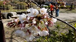 円山公園のサクラ（2021年3月19日　京都市東山区）