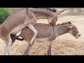 WOW 🤯 Donkey are very excited mood in jungle with female donkey